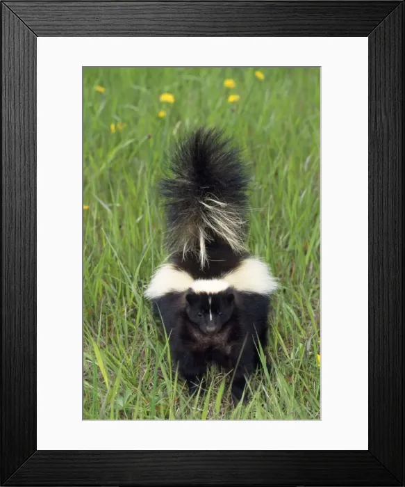 Framed Print : Striped Skunk - North America