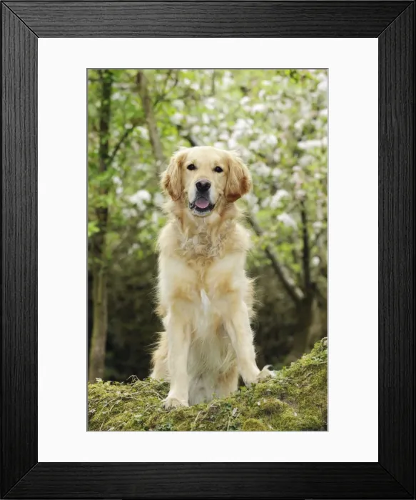 Framed Print : DOG. Golden retriever standing on tree root Framed Print : DOG. Golden retriever standing on tree root