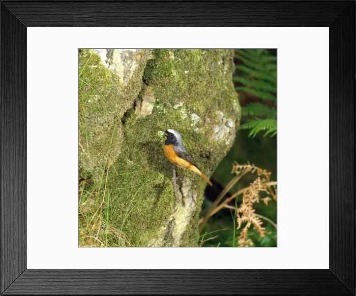 Framed Print : Redstart - male Framed Print : Redstart - male
