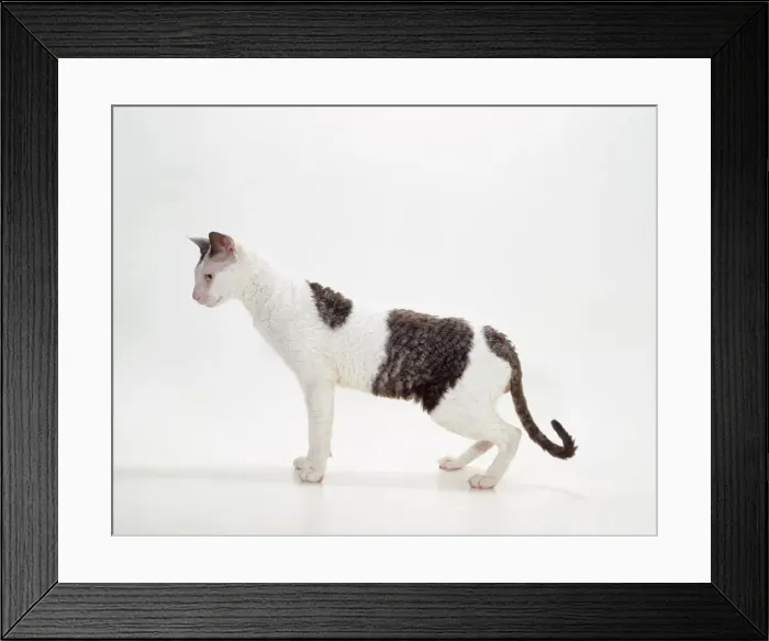 Framed Print : Cat JD 14880 Cornish Rex, White and Black Smoke © John Daniels / ARDEA LONDON Framed Print : Cat JD 14880 Cornish Rex, White and Black Smoke © John Daniels / ARDEA LONDON