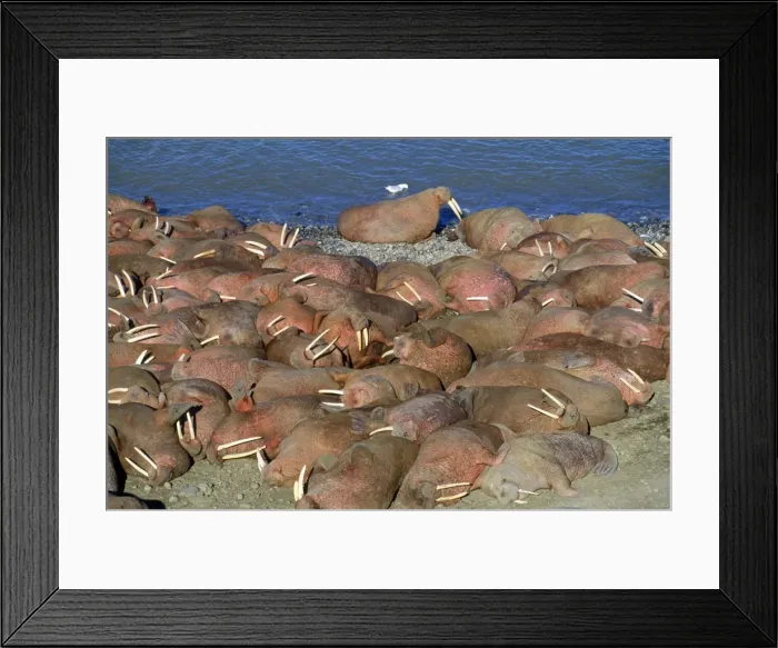 Framed Print : Walrus - Arakamchechen Island - Northern Bearing Sea Framed Print : Walrus - Arakamchechen Island - Northern Bearing Sea