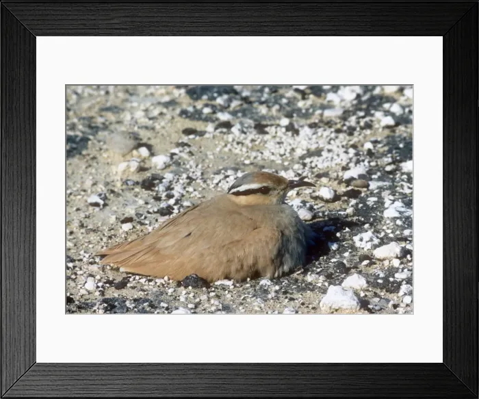 Framed Print : Cream-coloured courser - sat on nest Framed Print : Cream-coloured courser - sat on nest