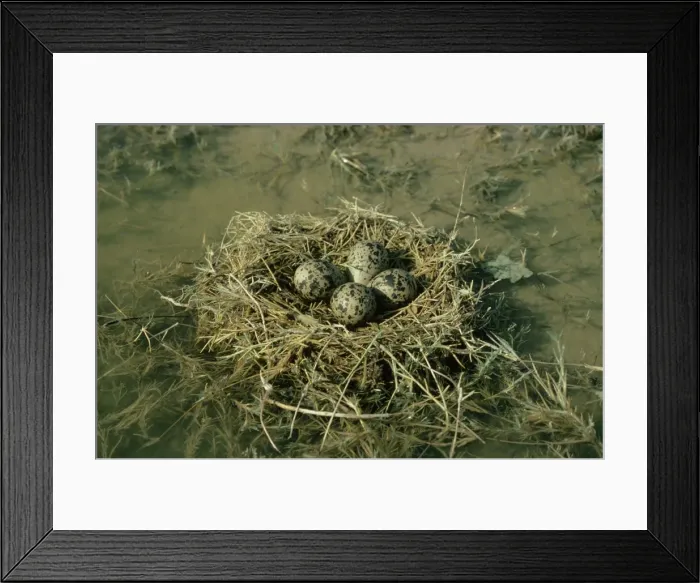 Framed Print : Black-winged Stilt - nest with eggs Framed Print : Black-winged Stilt - nest with eggs