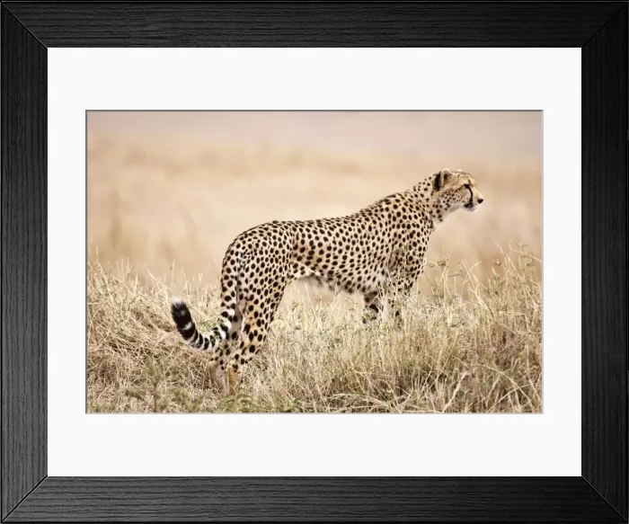 Framed Print : Cheetah - standing watching for prey - Masai Mara - Kenya Framed Print : Cheetah - standing watching for prey - Masai Mara - Kenya
