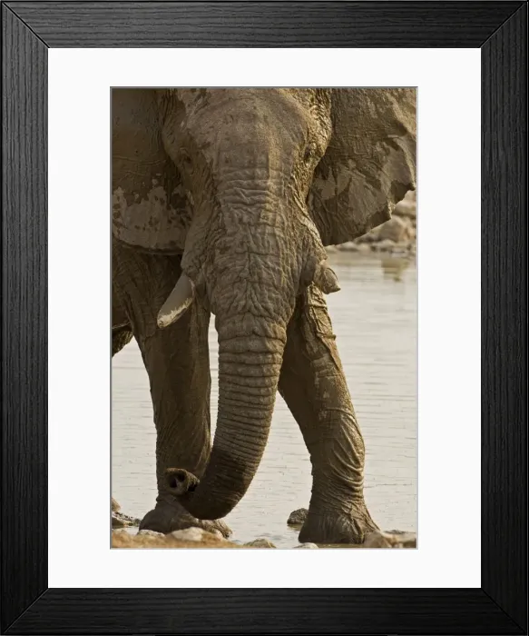 Framed Print : African Elephant - at a water hole - Etosha National Park - Namibia - Africa Framed Print : African Elephant - at a water hole - Etosha National Park - Namibia - Africa