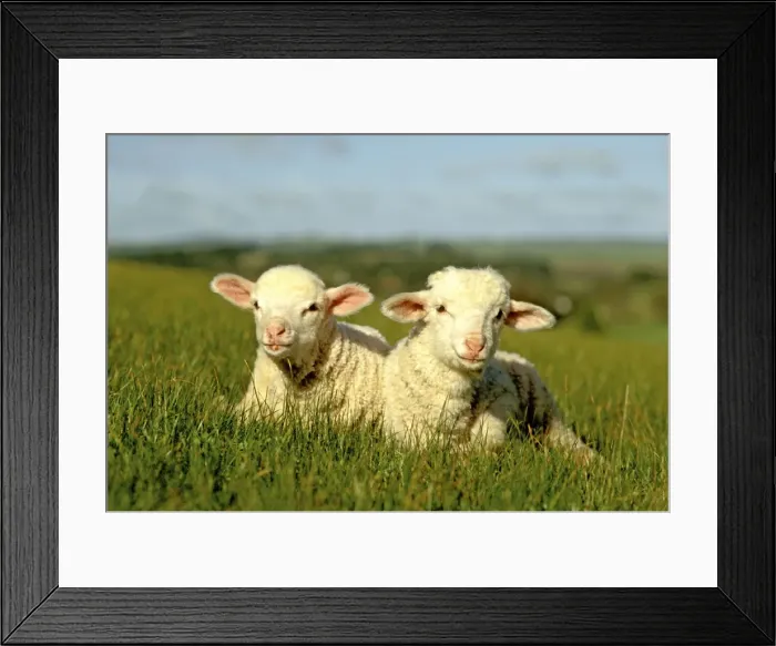 Framed Print : Merino lambs - lying down in grass Victoria, Australia JLR05139 Framed Print : Merino lambs - lying down in grass Victoria, Australia JLR05139