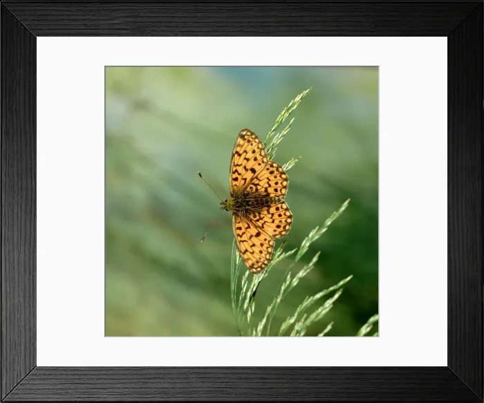 Framed Print : Small Pearl-bordered Fritillary Butterfly Framed Print : Small Pearl-bordered Fritillary Butterfly