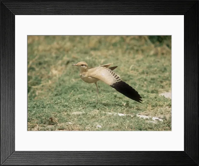 Framed Print : Cream Coloured Courser - Juvenile stretching wing Framed Print : Cream Coloured Courser - Juvenile stretching wing