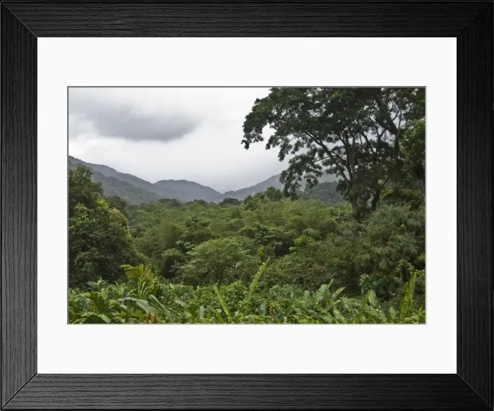 Framed Print : Forest - in valley - looking down from Asa Wright Centre - Trinidad Framed Print : Forest - in valley - looking down from Asa Wright Centre - Trinidad
