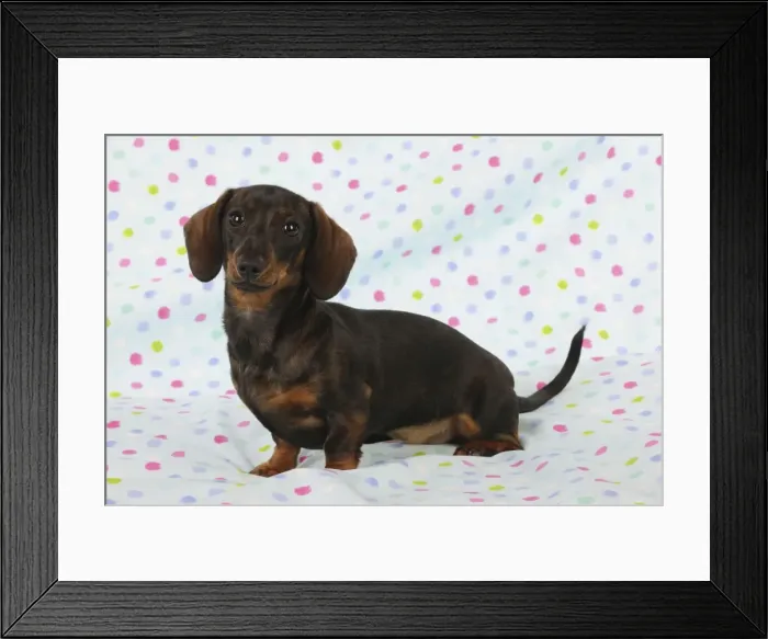 Framed Print : DOG. Smooth haired minature dachsund sitting on spotty blanket Framed Print : DOG. Smooth haired minature dachsund sitting on spotty blanket