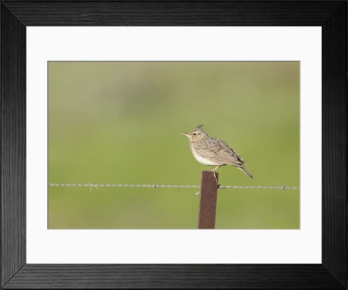 Framed Print : Crested Lark - adult perching on a fence post - Coto Donana - Southern Spain Framed Print : Crested Lark - adult perching on a fence post - Coto Donana - Southern Spain