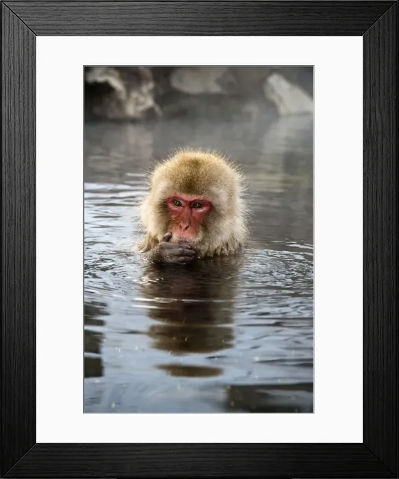Framed Print : Japanese Macaque - in pool with hand on chin - Jigokudani Park - Japan Framed Print : Japanese Macaque - in pool with hand on chin - Jigokudani Park - Japan