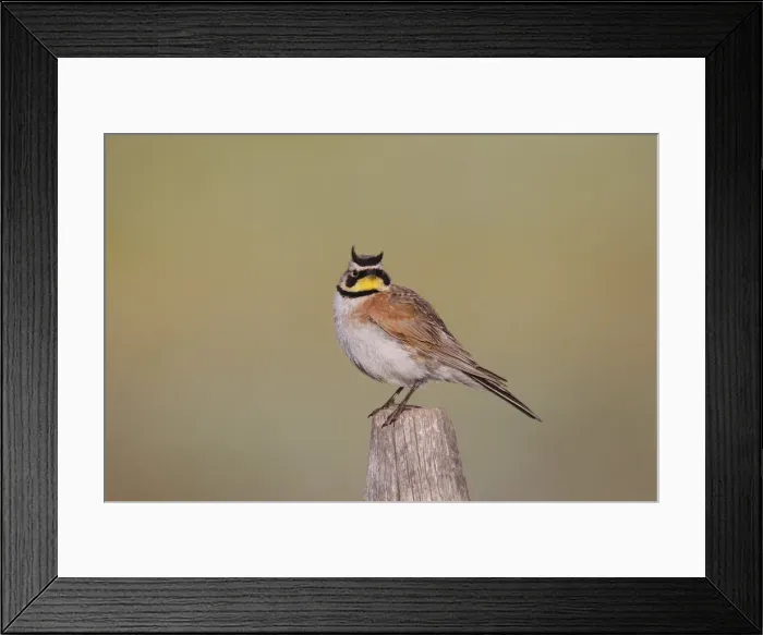 Framed Print : Horned Lark - adult in breeding plumage - July - Wyoming - USA
