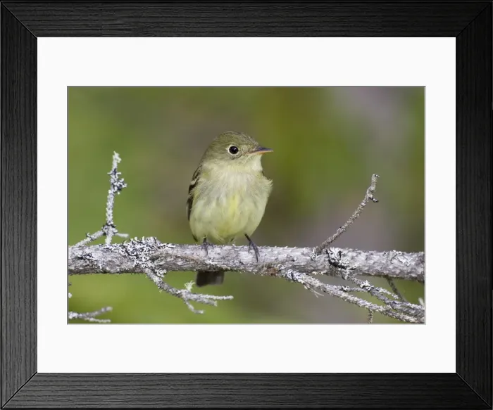 Framed Print : Yellow-bellied Flycatcher - spring - northern Maine - USA Framed Print : Yellow-bellied Flycatcher - spring - northern Maine - USA