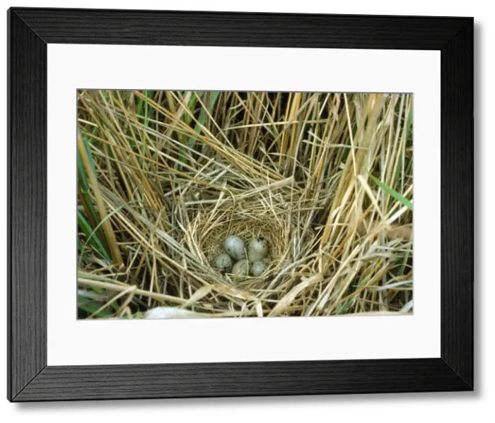 Framed Print : Reed Bunting - nest and eggs Framed Print : Reed Bunting - nest and eggs
