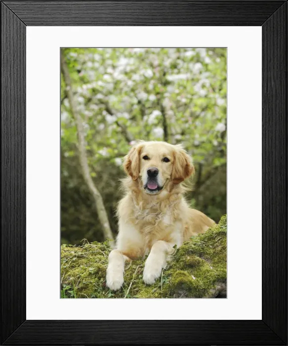 Framed Print : DOG. Golden retriever looking over tree root Framed Print : DOG. Golden retriever looking over tree root