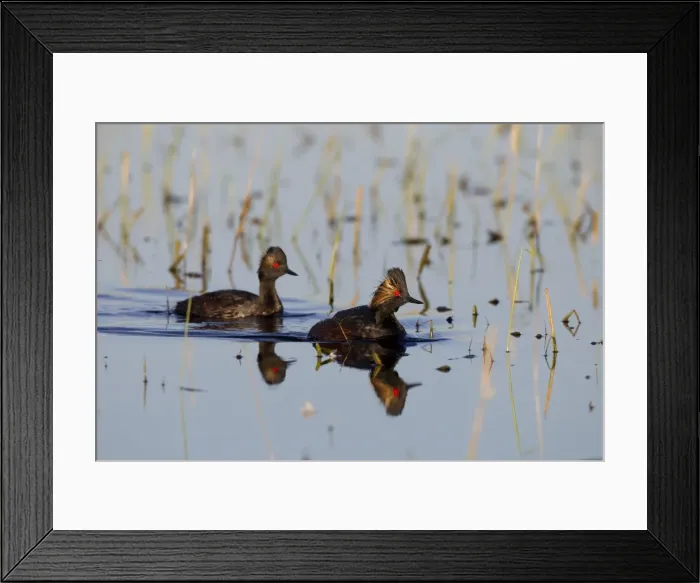 Framed Print : Black-necked / Eared Grebe - adult in summer - July - Colorado - USA Framed Print : Black-necked / Eared Grebe - adult in summer - July - Colorado - USA