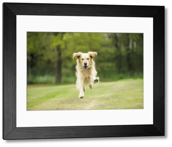Framed Print : DOG. Golden retriever running Framed Print : DOG. Golden retriever running