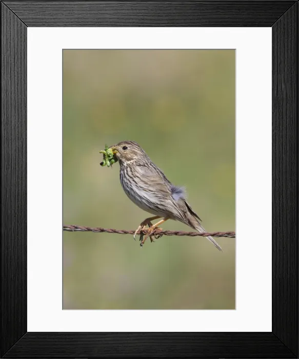Framed Print : Corn Bunting - adult perching on barbed wire fence with caterpillars in beak - Southern Spain Framed Print : Corn Bunting - adult perching on barbed wire fence with caterpillars in beak - Southern Spain