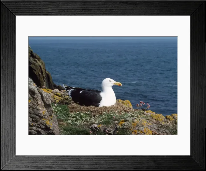 Framed Print : Great / Greater Black-backed Gull - at nest Framed Print : Great / Greater Black-backed Gull - at nest