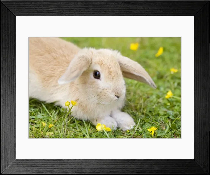 Framed Print : Lop Eared Rabbit - juvenile on garden lawn Framed Print : Lop Eared Rabbit - juvenile on garden lawn