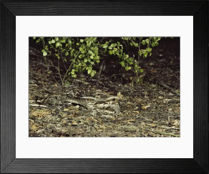 Framed Print : Nightjar. JAB-1868. NIGHTJAR - camouflaged on ground Framed Print : Nightjar. JAB-1868. NIGHTJAR - camouflaged on ground