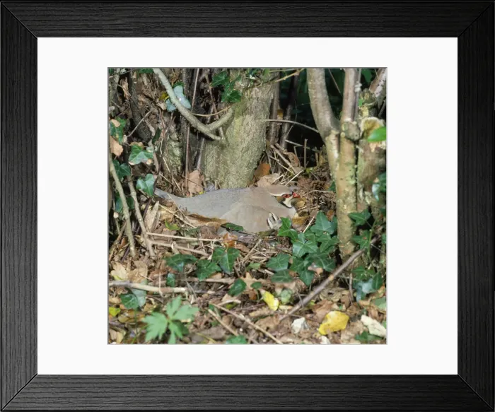 Framed Print : Red-legged Partridge Framed Print : Red-legged Partridge