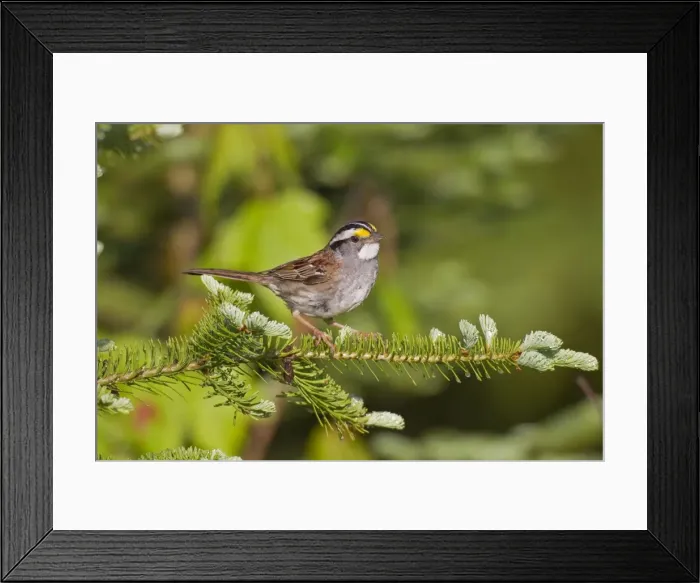 Framed Print : White-throated Sparrow - spring - northern Maine - USA Framed Print : White-throated Sparrow - spring - northern Maine - USA