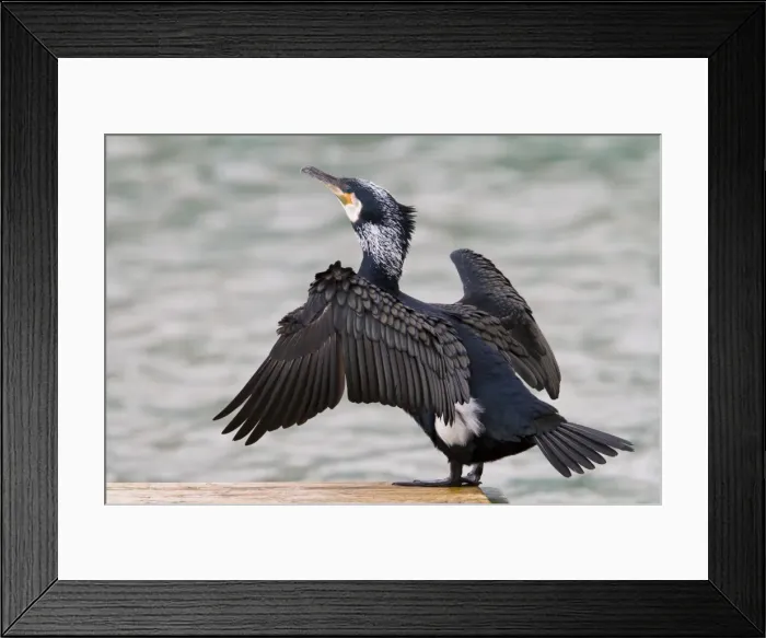 Framed Print : Cormorant - adult drying its wings - Wiltshire - England - UK Framed Print : Cormorant - adult drying its wings - Wiltshire - England - UK