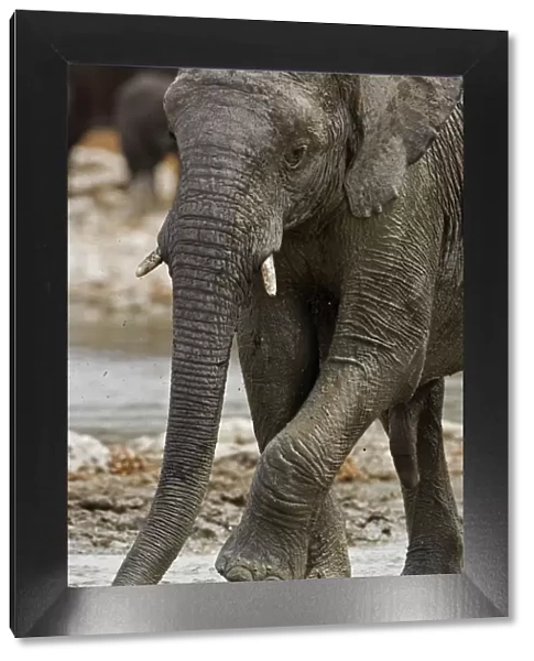African Elephant - rubbing its front legs - Etosha National Park - Namibia - Africa