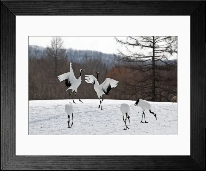 Framed Print : Red-crowned Crane - pair displaying - Kushiro - Hokkaido Island - Japan Framed Print : Red-crowned Crane - pair displaying - Kushiro - Hokkaido Island - Japan