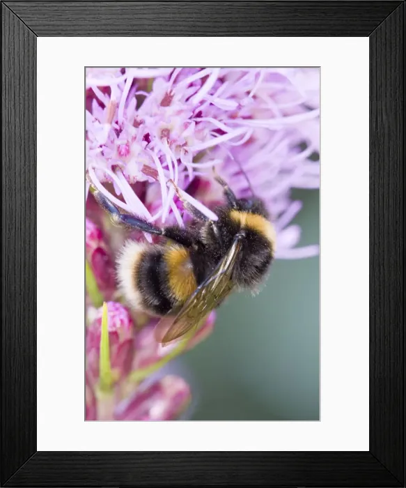 Framed Print : Bumble Bee feeding from Liastris spicata Gay feathers Norfolk UK Framed Print : Bumble Bee feeding from Liastris spicata Gay feathers Norfolk UK
