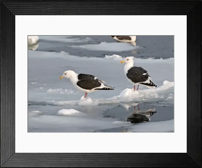 Framed Print : Slaty-backed Gull - two standing on sea ice - Hokkaido Island - Japan Framed Print : Slaty-backed Gull - two standing on sea ice - Hokkaido Island - Japan