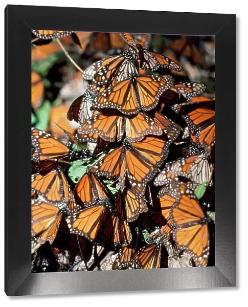 Monarch  /  Wanderer  /  Milkweed Butterfly