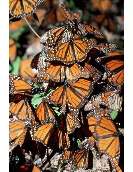 Monarch  /  Wanderer  /  Milkweed Butterfly