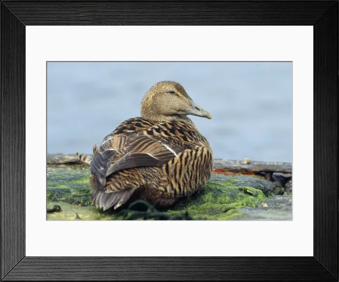 Framed Print : Eider Duck - female - Shetland Framed Print : Eider Duck - female - Shetland