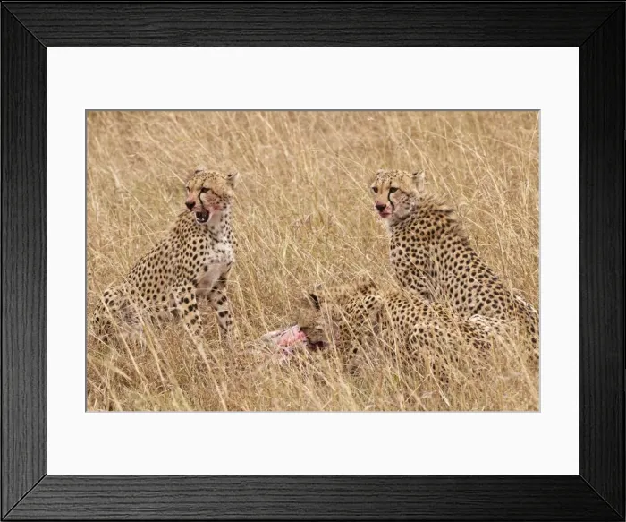 Framed Print : Cheetah - three at kill eating - Masai Mara - Kenya Framed Print : Cheetah - three at kill eating - Masai Mara - Kenya