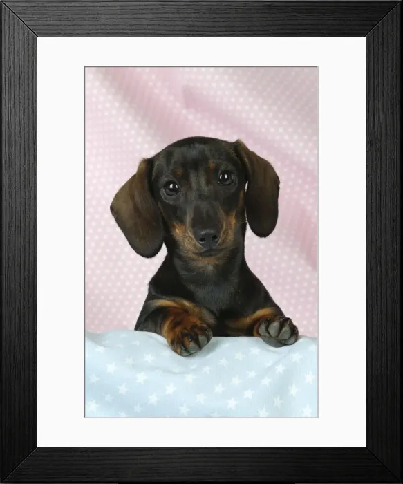 Framed Print : DOG. Smooth haired minature dachsund on pink and blue blankets Framed Print : DOG. Smooth haired minature dachsund on pink and blue blankets