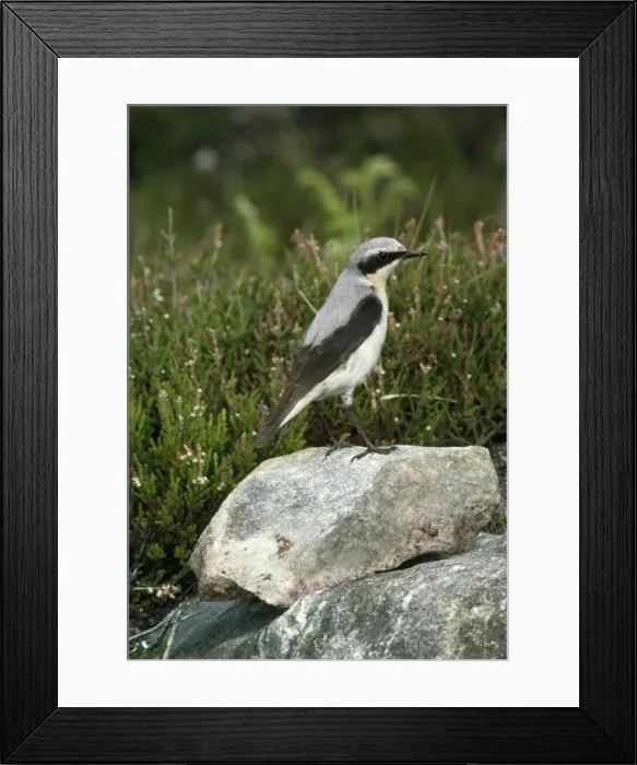 Framed Print : Wheatear - female Framed Print : Wheatear - female