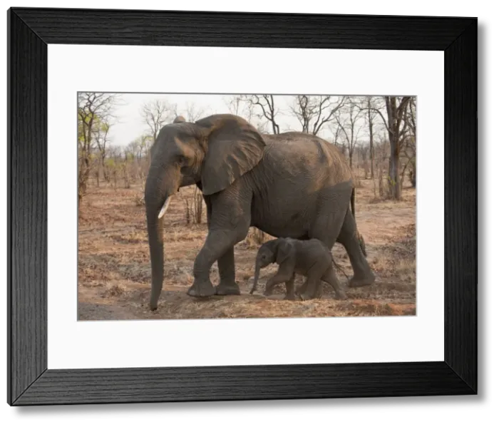 Framed Print : African Elephants - female and small young walking together - Chobe River - Botswana