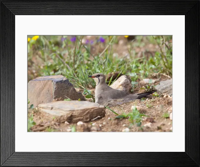 Framed Print : Collared Pratincole - adult bird sitting on nest in farmland - Southern Spain Framed Print : Collared Pratincole - adult bird sitting on nest in farmland - Southern Spain