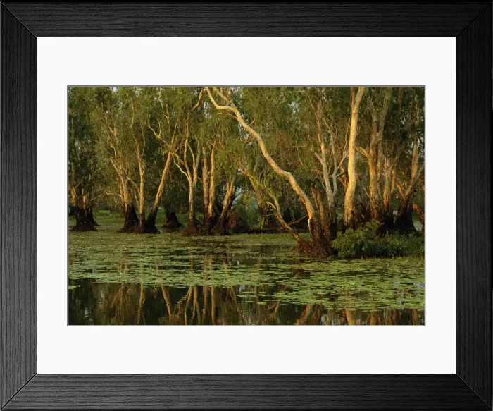 Framed Print : Paperbark swamp with Waterlilies (Nymphea violacea) Yellow Water, Kakadu National Park (World Heritage Area), Northern Territory, Australia JPF51224 Framed Print : Paperbark swamp with Waterlilies (Nymphea violacea) Yellow Water, Kakadu National Park (World Heritage Area), Northern Territory, Australia JPF51224