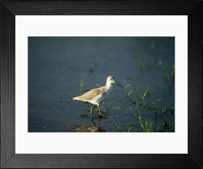Framed Print : Marsh Sandpiper - Sri Lanka Framed Print : Marsh Sandpiper - Sri Lanka