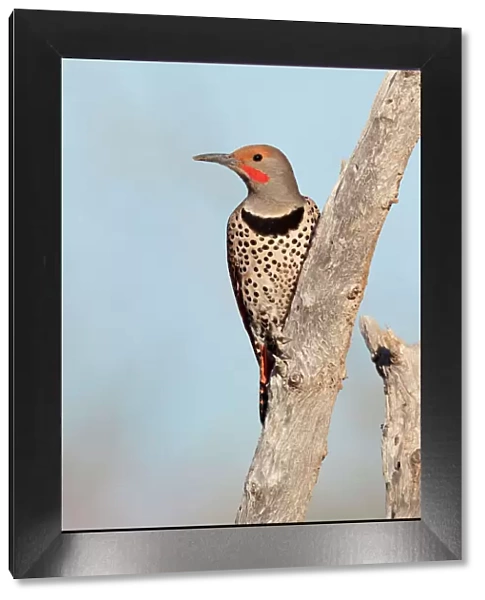 Northern Flicker - male red-shafted race - March - southeastern Arizona - USA