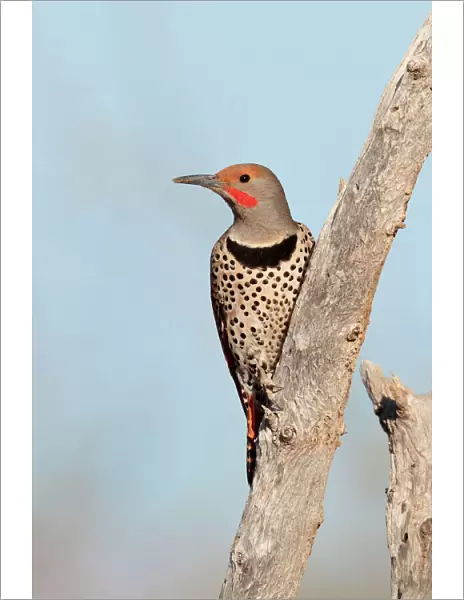 Northern Flicker - male red-shafted race - March - southeastern Arizona - USA