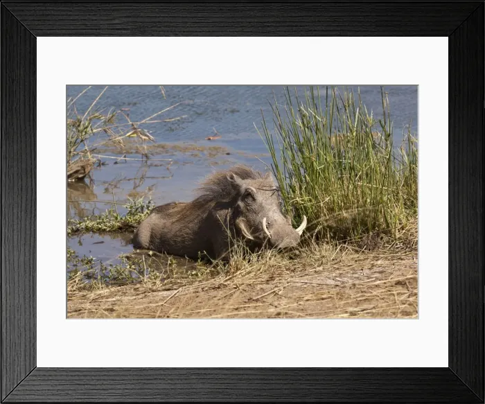 Framed Print : Warthog - lying at edge of waterhole - Mashatu Game Reserve - Botswana Framed Print : Warthog - lying at edge of waterhole - Mashatu Game Reserve - Botswana