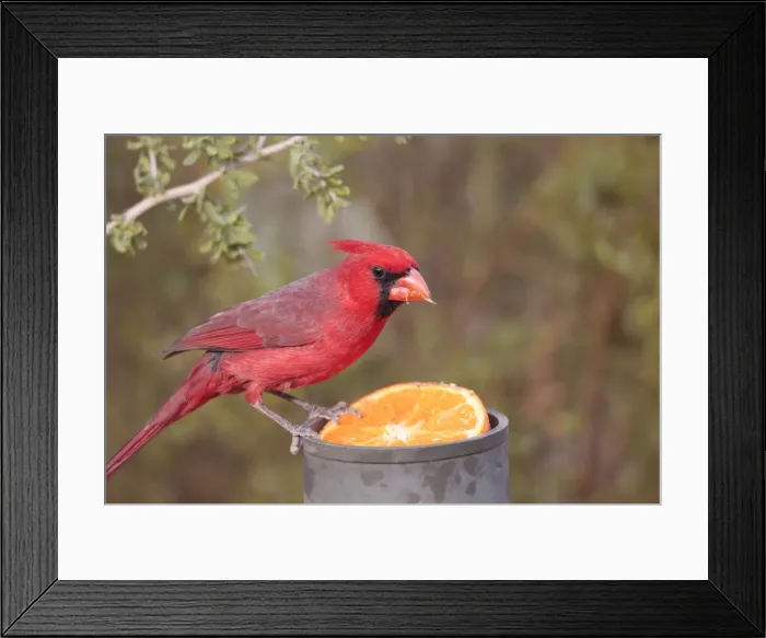 Framed Print : Northern Cardinal - adult male eating orange - March in southeast Arizona - USA Framed Print : Northern Cardinal - adult male eating orange - March in southeast Arizona - USA