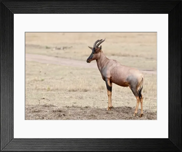 Framed Print : Topi - standing on low mound - Masai Mara - Kenya Framed Print : Topi - standing on low mound - Masai Mara - Kenya