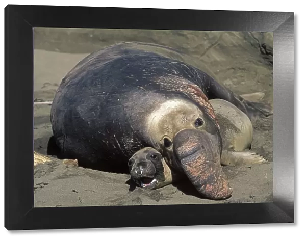 Northern Elephant Seal - mating - Piedras Blancas colony - California coast - North America - Pacific Ocean