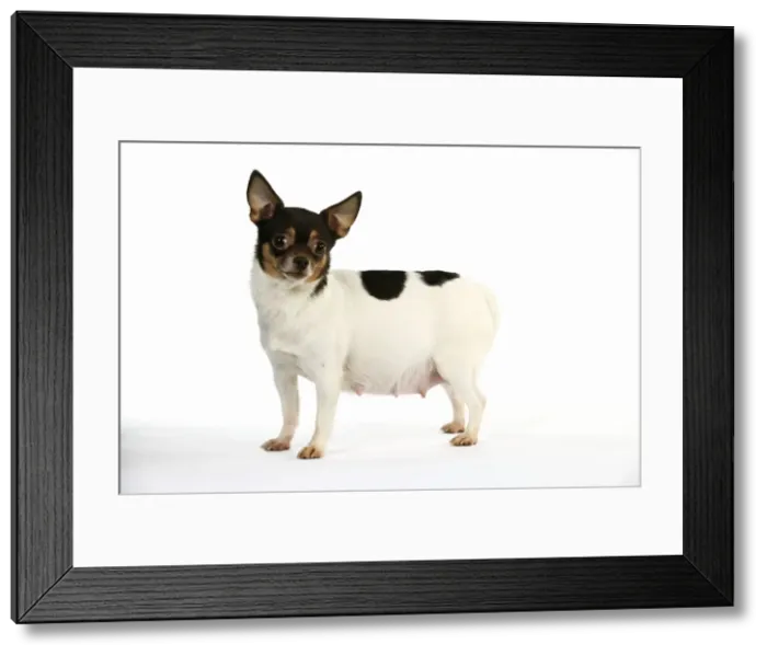 Framed Print : DOG. Pregnant chihuahua Framed Print : DOG. Pregnant chihuahua
